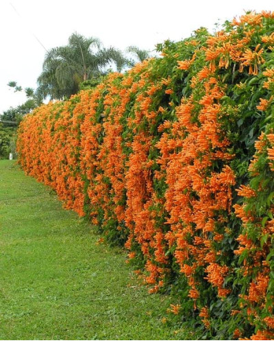 Кампсис укорінливий Фламенко | Campsis radicans Flamenco | Кампсис укореняющийся Фламенко