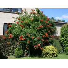 Кампсис укорінливий Фламенко | Campsis radicans Flamenco | Кампсис укореняющийся Фламенко
