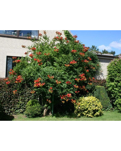 Кампсис укорінливий Фламенко | Campsis radicans Flamenco | Кампсис укореняющийся Фламенко