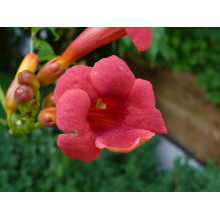 Кампсис укорінливий Фламенко | Campsis radicans Flamenco | Кампсис укореняющийся Фламенко