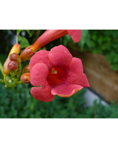Кампсис укорінливий Фламенко | Campsis radicans Flamenco | Кампсис укореняющийся Фламенко