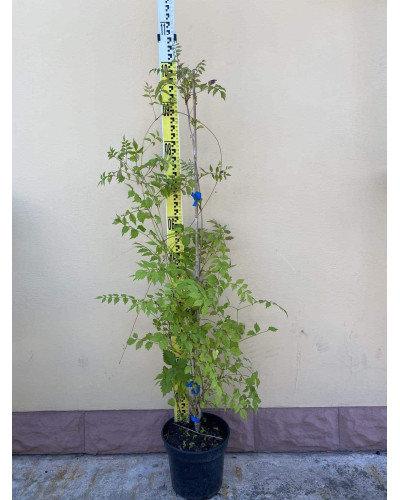 Кампсис укорінливий Фламенко | Campsis radicans Flamenco | Кампсис укореняющийся Фламенко