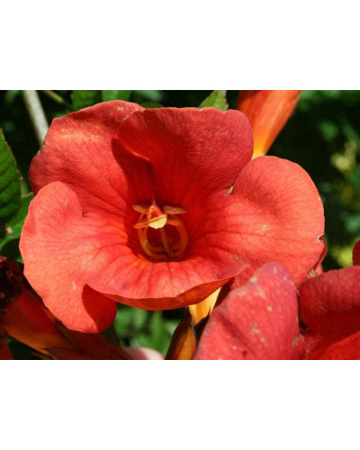 Кампсис укорінливий Фламенко | Campsis radicans Flamenco | Кампсис укореняющийся Фламенко