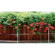 Кампсис укорінливий Фламенко | Campsis radicans Flamenco | Кампсис укореняющийся Фламенко