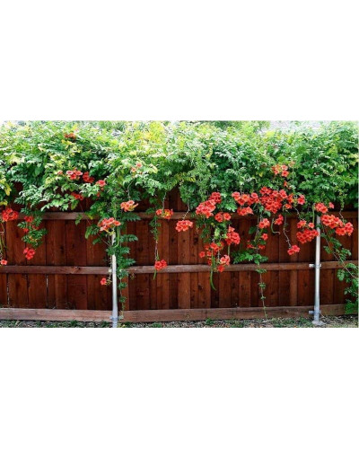 Кампсис укорінливий Фламенко | Campsis radicans Flamenco | Кампсис укореняющийся Фламенко