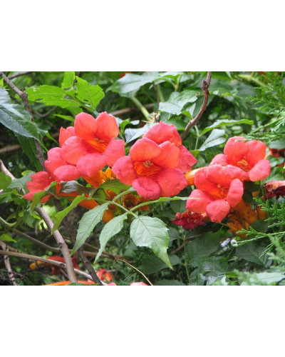 Кампсис укорінливий Фламенко | Campsis radicans Flamenco | Кампсис укореняющийся Фламенко