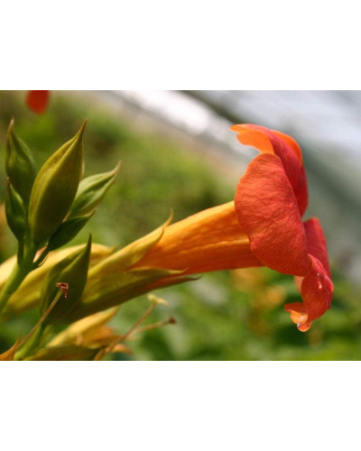Кампсис укорінливий Фламенко | Campsis radicans Flamenco | Кампсис укореняющийся Фламенко