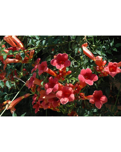 Кампсис укорінливий Фламенко | Campsis radicans Flamenco | Кампсис укореняющийся Фламенко