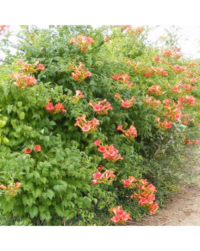 Кампсис укорінливий Фламенко | Campsis radicans Flamenco | Кампсис укореняющийся Фламенко