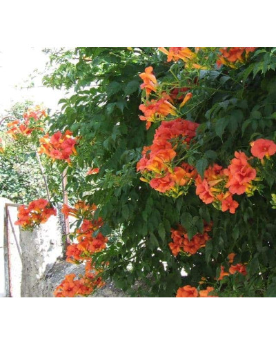 Кампсис укорінливий Фламенко | Campsis radicans Flamenco | Кампсис укореняющийся Фламенко