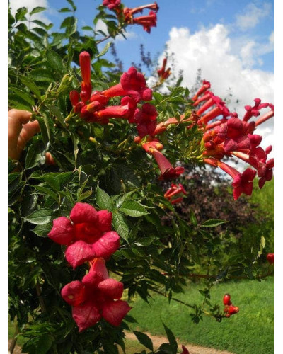 Кампсис укорінливий Фламенко | Campsis radicans Flamenco | Кампсис укореняющийся Фламенко