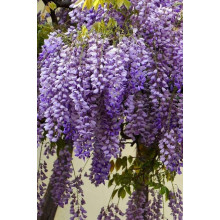 Вістерія / Гліцинія китайська | Вистерия / глициния китайская | Wisteria sinensis