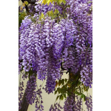 Вістерія / Гліцинія китайська | Вистерия / глициния китайская | Wisteria sinensis