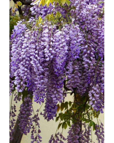 Вістерія / Гліцинія китайська | Вистерия / глициния китайская | Wisteria sinensis