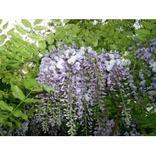 Вістерія / Гліцинія китайська | Вистерия / глициния китайская | Wisteria sinensis