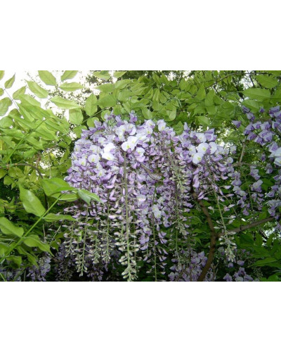Вістерія / Гліцинія китайська | Вистерия / глициния китайская | Wisteria sinensis