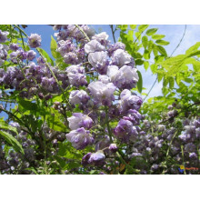 Вістерія / Гліцинія китайська | Вистерия / глициния китайская | Wisteria sinensis
