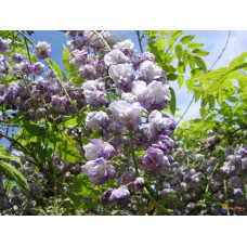 Вістерія / Гліцинія китайська | Вистерия / глициния китайская | Wisteria sinensis