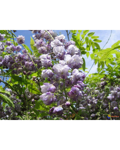 Вістерія / Гліцинія китайська | Вистерия / глициния китайская | Wisteria sinensis