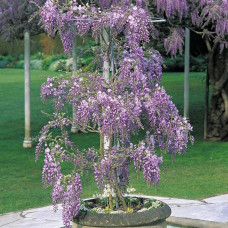 Вістерія / Гліцинія китайська | Вистерия / глициния китайская | Wisteria sinensis