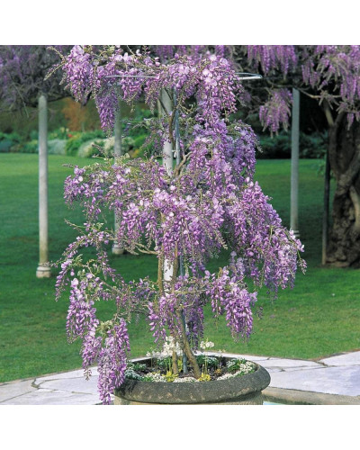 Вістерія / Гліцинія китайська | Вистерия / глициния китайская | Wisteria sinensis