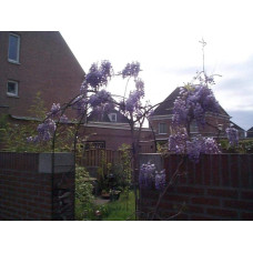 Вістерія / Гліцинія китайська | Вистерия / глициния китайская | Wisteria sinensis