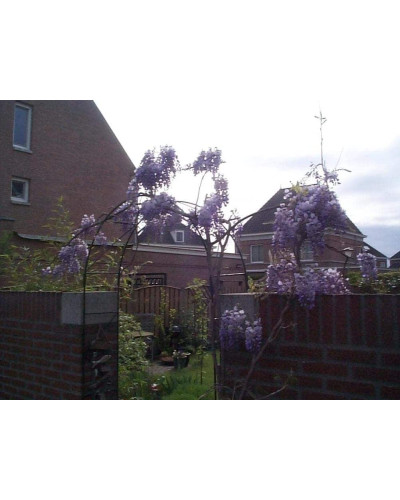 Вістерія / Гліцинія китайська | Вистерия / глициния китайская | Wisteria sinensis