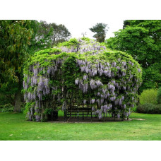 Вістерія / Гліцинія китайська | Вистерия / глициния китайская | Wisteria sinensis