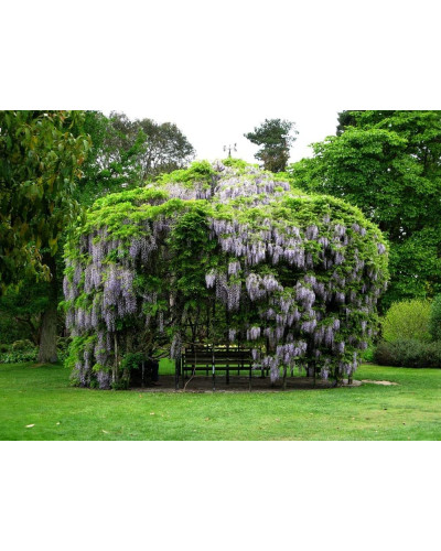Вістерія / Гліцинія китайська | Вистерия / глициния китайская | Wisteria sinensis