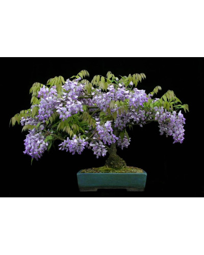 Вістерія / Гліцинія китайська | Вистерия / глициния китайская | Wisteria sinensis