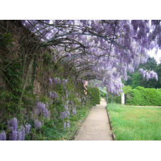 Вістерія / Гліцинія китайська | Вистерия / глициния китайская | Wisteria sinensis