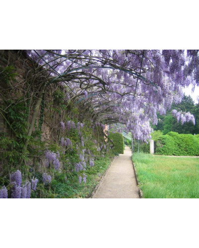 Вістерія / Гліцинія китайська | Вистерия / глициния китайская | Wisteria sinensis