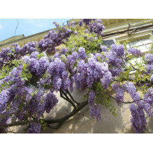 Вістерія / Гліцинія китайська | Вистерия / глициния китайская | Wisteria sinensis
