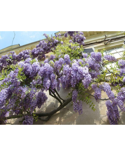 Вістерія / Гліцинія китайська | Вистерия / глициния китайская | Wisteria sinensis
