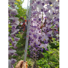 Вістерія / Гліцинія китайська | Вистерия / глициния китайская | Wisteria sinensis