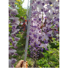 Вістерія / Гліцинія китайська | Вистерия / глициния китайская | Wisteria sinensis