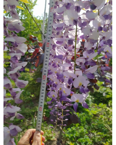 Вістерія / Гліцинія китайська | Вистерия / глициния китайская | Wisteria sinensis
