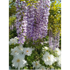 Вістерія / Гліцинія китайська | Вистерия / глициния китайская | Wisteria sinensis