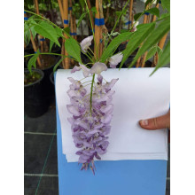 Вістерія / Гліцинія китайська | Вистерия / глициния китайская | Wisteria sinensis
