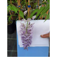 Вістерія / Гліцинія китайська | Вистерия / глициния китайская | Wisteria sinensis