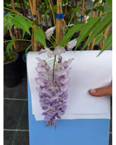 Вістерія / Гліцинія китайська | Вистерия / глициния китайская | Wisteria sinensis