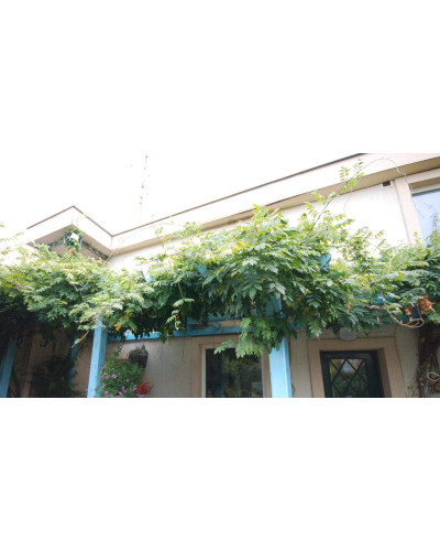 Вістерія / Гліцинія китайська | Вистерия / глициния китайская | Wisteria sinensis