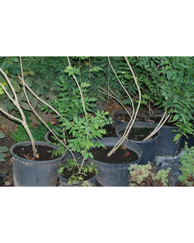 Вістерія / Гліцинія китайська | Вистерия / глициния китайская | Wisteria sinensis