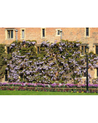 Вістерія / Гліцинія китайська | Вистерия / глициния китайская | Wisteria sinensis