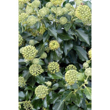 Плющ звичайний Арборесценс | Hedera helix Arborescens | Плющ обыкновенный Арборесценс