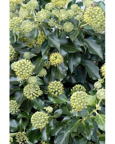 Плющ звичайний Арборесценс | Hedera helix Arborescens | Плющ обыкновенный Арборесценс