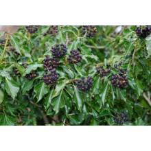 Плющ звичайний Арборесценс | Hedera helix Arborescens | Плющ обыкновенный Арборесценс