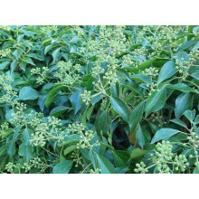 Плющ звичайний Арборесценс | Hedera helix Arborescens | Плющ обыкновенный Арборесценс