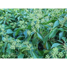 Плющ звичайний Арборесценс | Hedera helix Arborescens | Плющ обыкновенный Арборесценс