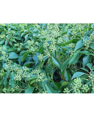 Плющ звичайний Арборесценс | Hedera helix Arborescens | Плющ обыкновенный Арборесценс
